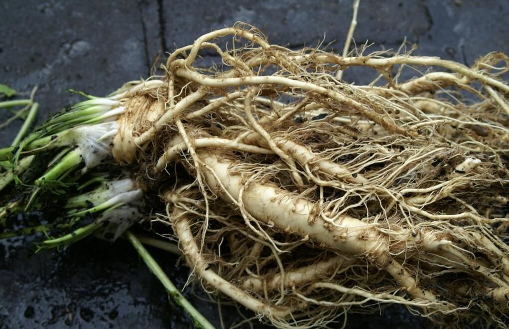 horseradish root against mold